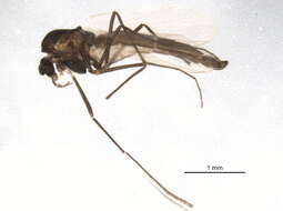 Image of Chaetocladius holmgreni (Jacobson 1898)