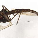 Image of Chironomus saxatilis Wulker 1981