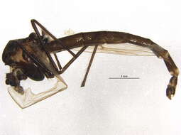 Image of Chironomus saxatilis Wulker 1981