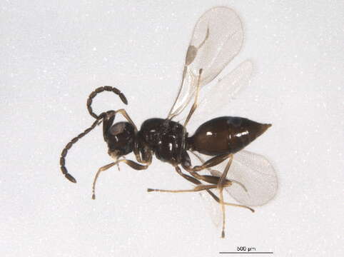 Image of Dendrocerus