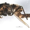 Image of Chironomus hyperboreus Staeger 1845