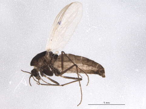 Image of <i>Prosmittia jemtlandica</i>