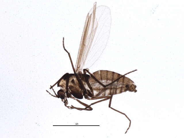 <i>Paraphaenocladius brevinervis</i> resmi