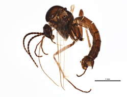 Image of Sciophila hirta Meigen 1818