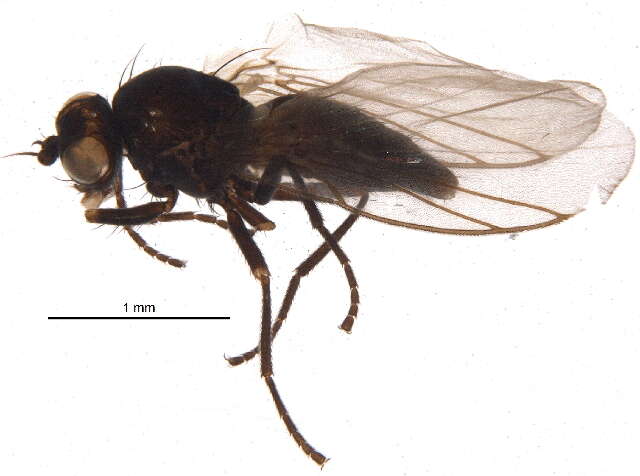 Chromatomyia puccinelliae Spencer 1969的圖片