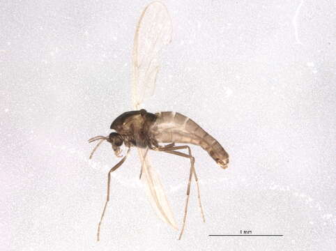 Image of <i>Prosmittia jemtlandica</i>