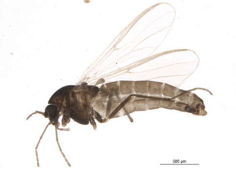 Image of <i>Prosmittia jemtlandica</i>