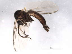 Image of Sciophila hirta Meigen 1818