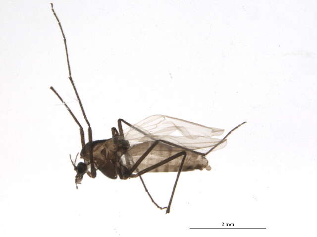 Image of Pseudokiefferiella