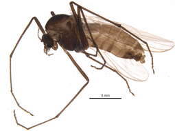Image of Pseudokiefferiella