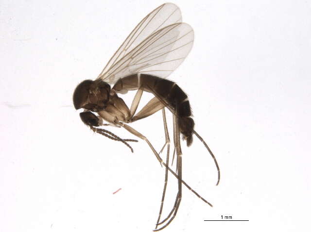 Image of Brevicornu arcticum (Lundstrom 1913)