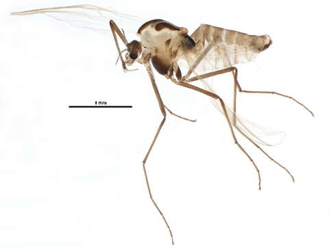 Image of Orthocladius oblidens (Walker 1856)