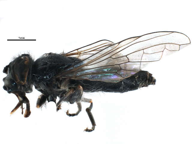 Image of Platycheirus groenlandicus Curran 1927