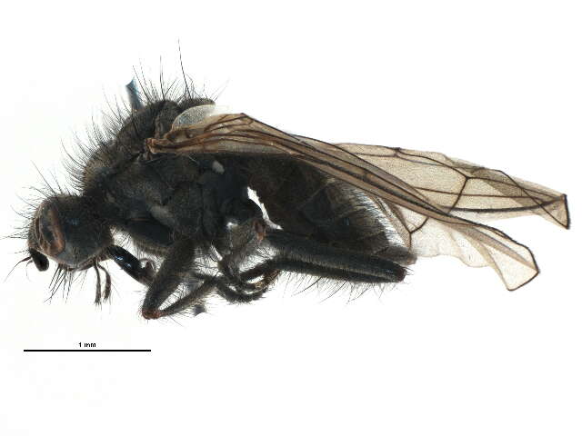 Scathophaga nigripalpis (Becker 1907) resmi