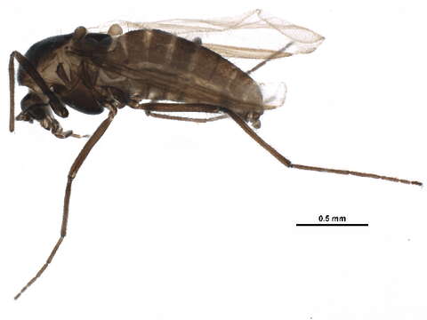 Image of <i>Paraphaenocladius brevinervis</i>