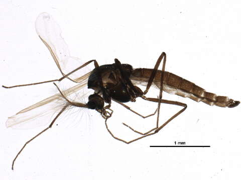 Image of <i>Paraphaenocladius brevinervis</i>