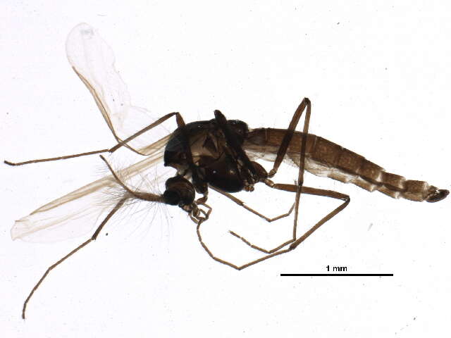 Image of <i>Paraphaenocladius brevinervis</i>