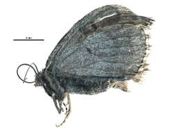 Image of <i>Entephria kidluitata</i>