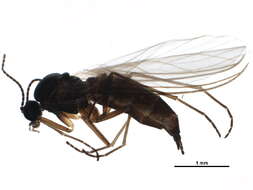 Image of Lycoriella cochleata (Rubsaamen 1898)