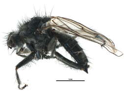 Scathophaga nigripalpis (Becker 1907) resmi