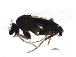 Image of Megaselia cirriventris Schmitz 1929
