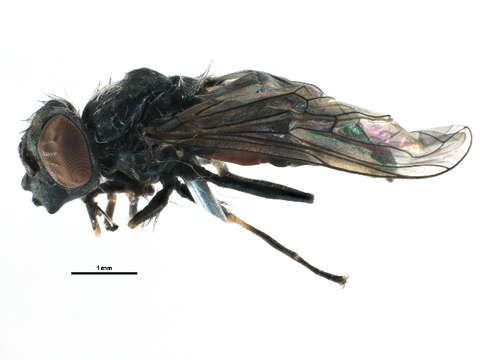 Image of Platycheirus groenlandicus Curran 1927