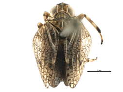 Image of flatid planthoppers