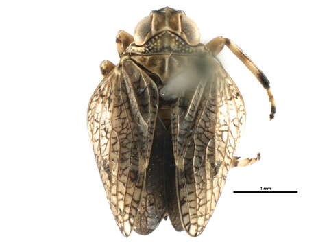 Image of flatid planthoppers
