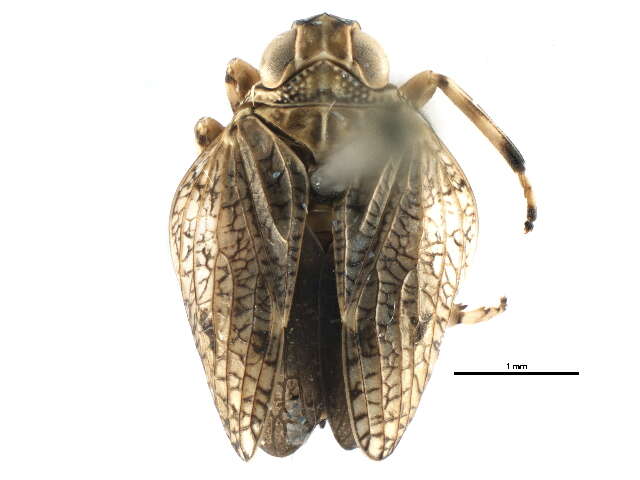 Image of flatid planthoppers
