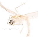 Image of Rheotanytarsus