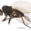 Plancia ëd Chromatomyia nigra Meigen 1830