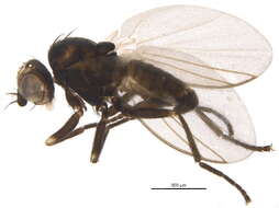 Chromatomyia nigra Meigen 1830的圖片