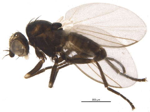 Imagem de Chromatomyia nigra Meigen 1830