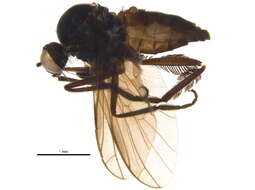 Image of Rhamphomyia