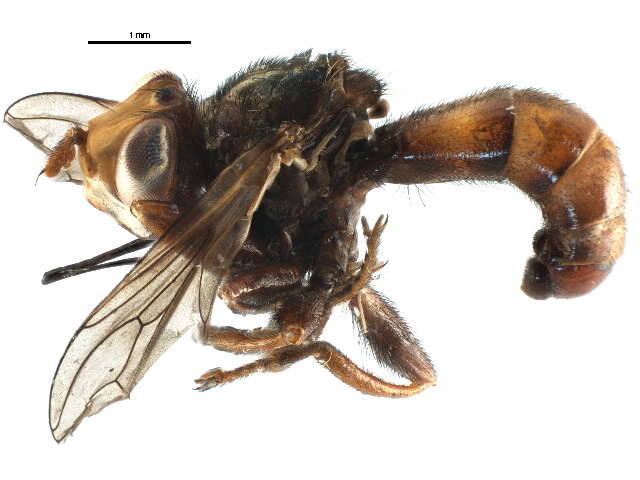 Image of Sicus ferrugineus (Linnaeus 1761)