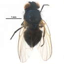 Image de Setisquamalonchaea fumosa (Egger 1862)