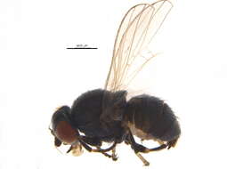 Image of Leucopis