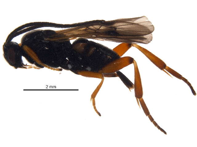 Image of Microgaster nixalebion Shaw 2004