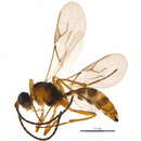 Image of Aphidius eadyi Stary, Gonzalez & Hall 1980