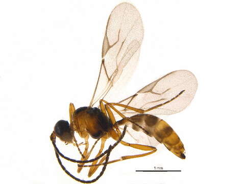 Image of Aphidius eadyi Stary, Gonzalez & Hall 1980