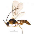 Image of Isocolus scabiosae (Giraud 1859)