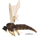 Image of Corynoptera tridentata Hondru 1968