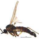 Image of Sciara incerta Winnertz 1867