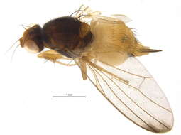 Image of Palloptera ustulata Fallen 1820