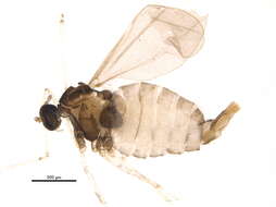 Image of <i>Dasineura rosae</i>