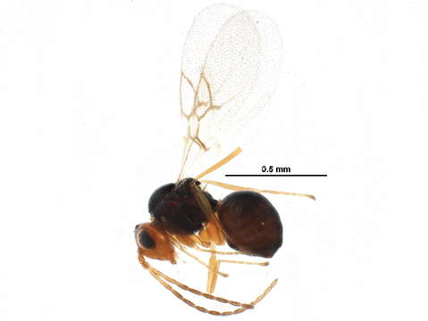 Image of Alloxysta victrix Westwood 1833