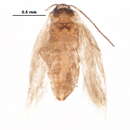 Image of Trifurcula immundella (Zeller 1839) Zeller 1848
