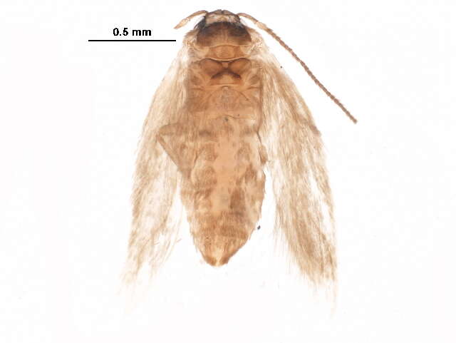 Image of Trifurcula immundella (Zeller 1839) Zeller 1848