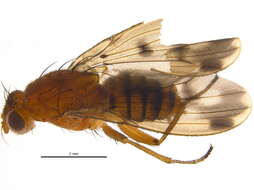Image of Sphaeroceroidea