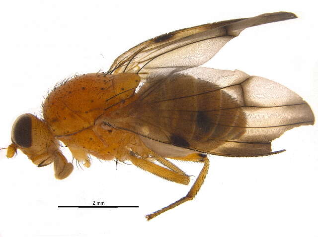 Minettia flaveola (Coquillett 1898)的圖片